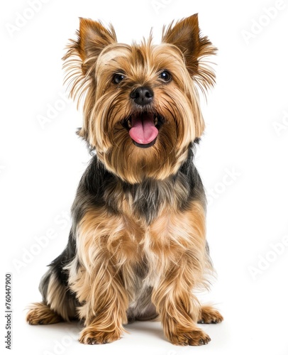 Radiant Yorkshire Terrier Sits Prettily, Tongue Out in Sheer Delight - Generative AI