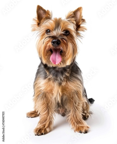 Radiant Yorkshire Terrier Sits Prettily  Tongue Out in Sheer Delight - Generative AI