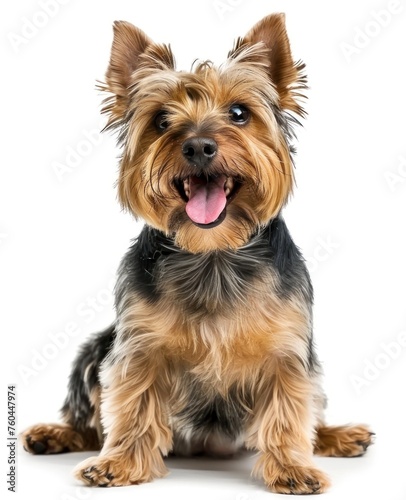 Radiant Yorkshire Terrier Sits Prettily, Tongue Out in Sheer Delight - Generative AI photo