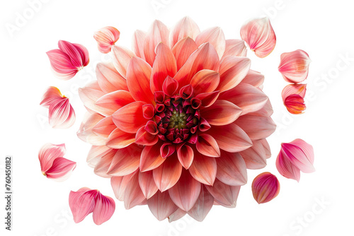 Mystic Dreamer Dahlia Isolated on Transparent Background
