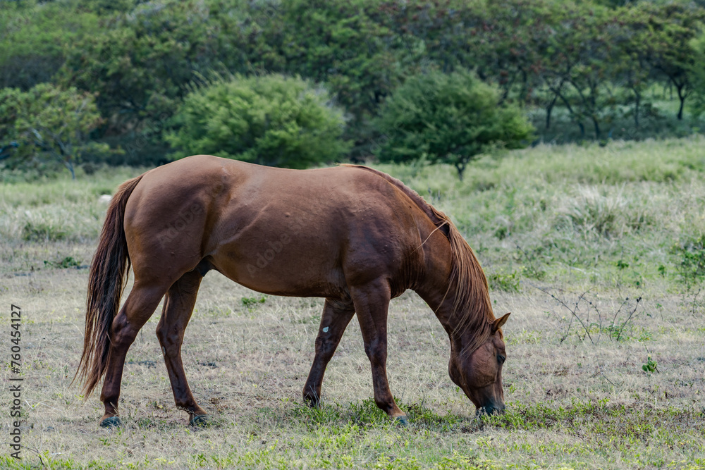 horses in pasture， Mamalahoa Hwy / Hawaiʻi Belt Rd, Hawaii island / big island