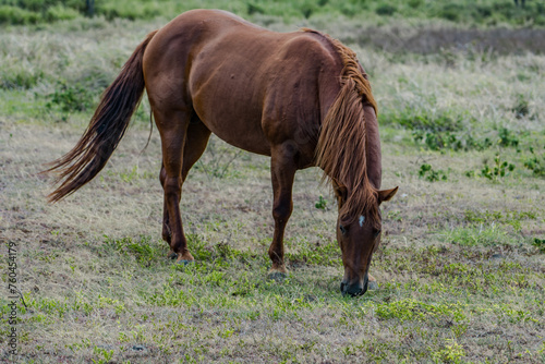 Wallpaper Mural horses in pasture， Mamalahoa Hwy / Hawaiʻi Belt Rd, Hawaii island / big island Torontodigital.ca