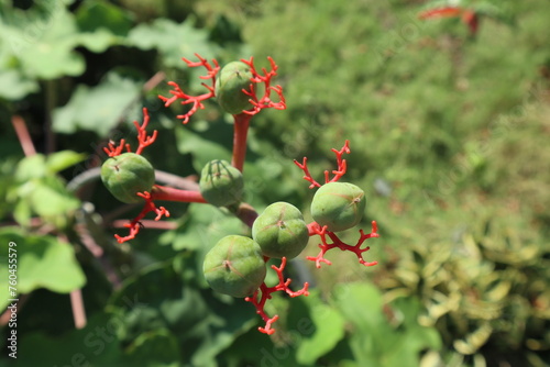 Buddha Belly Plant bearing fruit photo