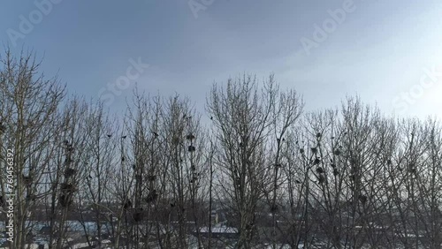 Beautiful Trees Bird Nests Nowy Targ Aerial View Poland photo