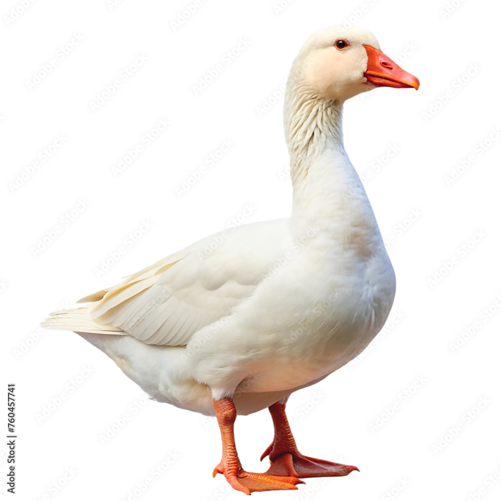 White domestic goose. isolated on transparent background. White domestic goose. isolated on transparent background.