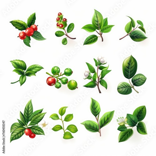 Vibrant Leaves and Berries icons on White Background