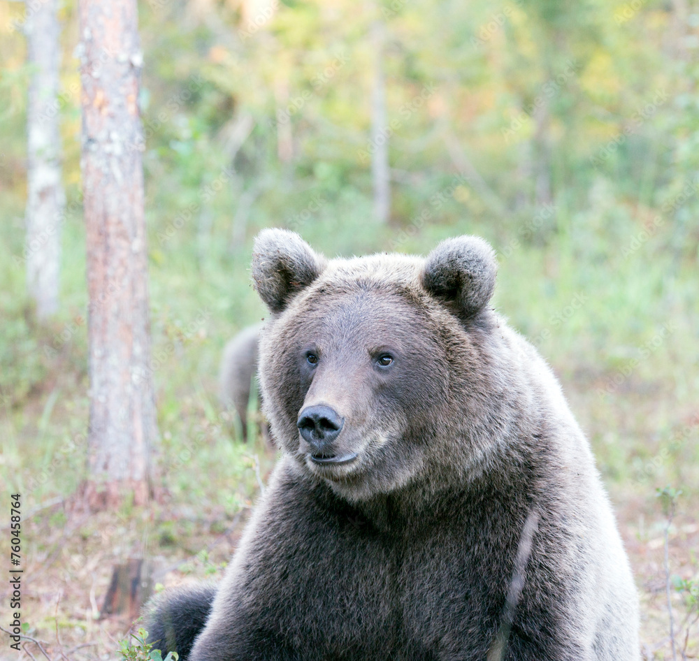 Fototapeta premium A view of brown bear during summer