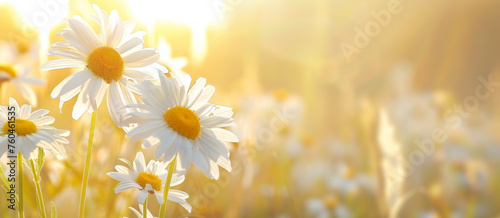  Beautiful daisy flowers in the meadow. 