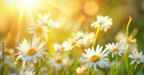  Beautiful daisy flowers in the meadow.  © Edgar Martirosyan