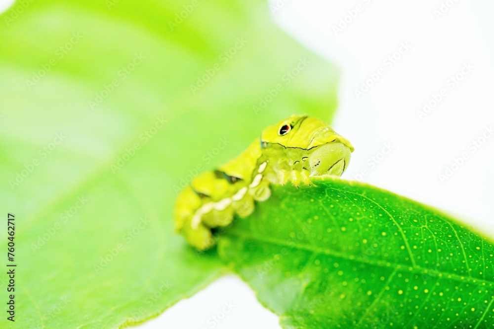 白背景にレモンの葉を食べるナミアゲハチョウの緑色の終齢幼虫 白背景にレモンの葉を食べるナミアゲハチョウの緑色の終齢幼虫