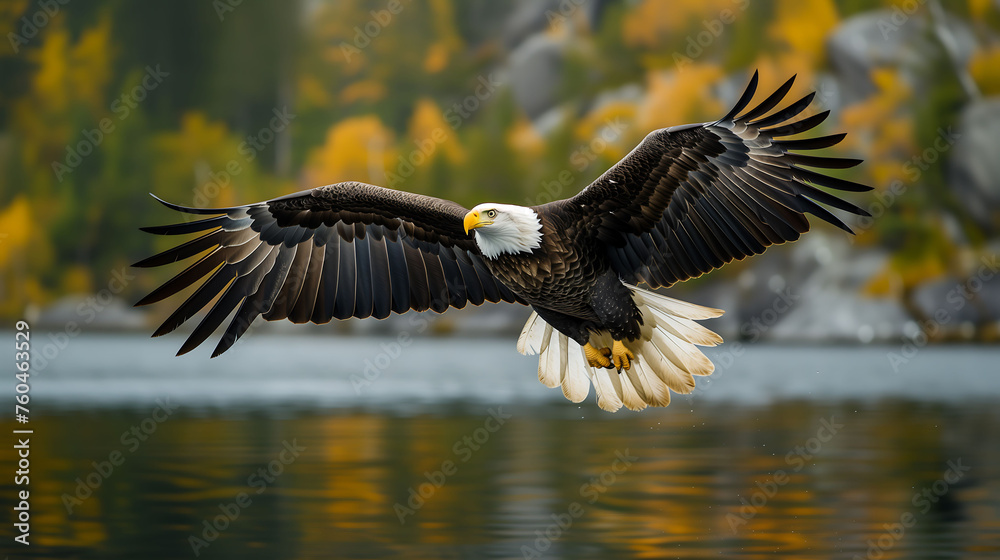Bald Eagle flying in forest, side view, front view, leadership, freedom, wildlife Bald Eagle flying in forest, side view, front view, leadership, freedom, wildlife