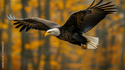 Bald Eagle flying in forest, side view, front view, leadership, freedom, wildlife © Wisarut Official
