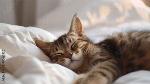 A beautiful closeup cute cat, enjoying himself indoors, domestic animals, purring cat © Wisarut Official