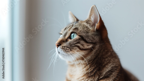 A beautiful closeup cute cat  enjoying himself indoors  domestic animals  purring cat