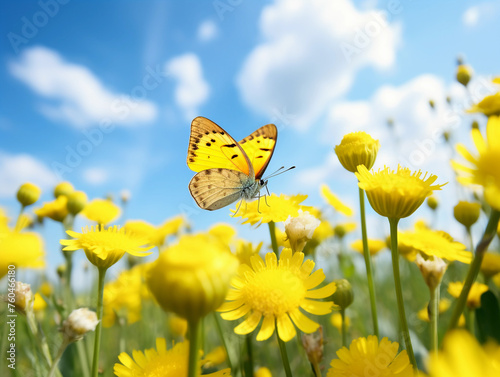 Beautiful yellow butterfly on yellow summer flowers in a meadow overlooking the blue sky. 