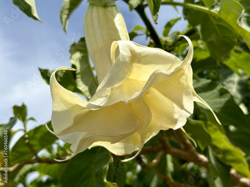 Flower of Angels trumpet (lat.- Brugmansia arborea) photo