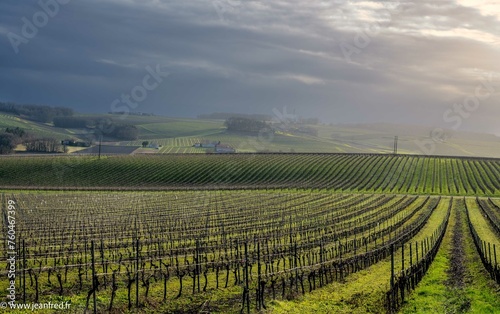 vignes de cognac en grande champagne