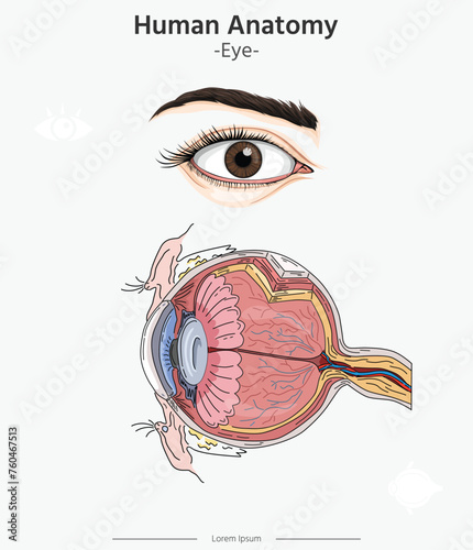 Human anatomy - Eye Anatomy vector illustrations