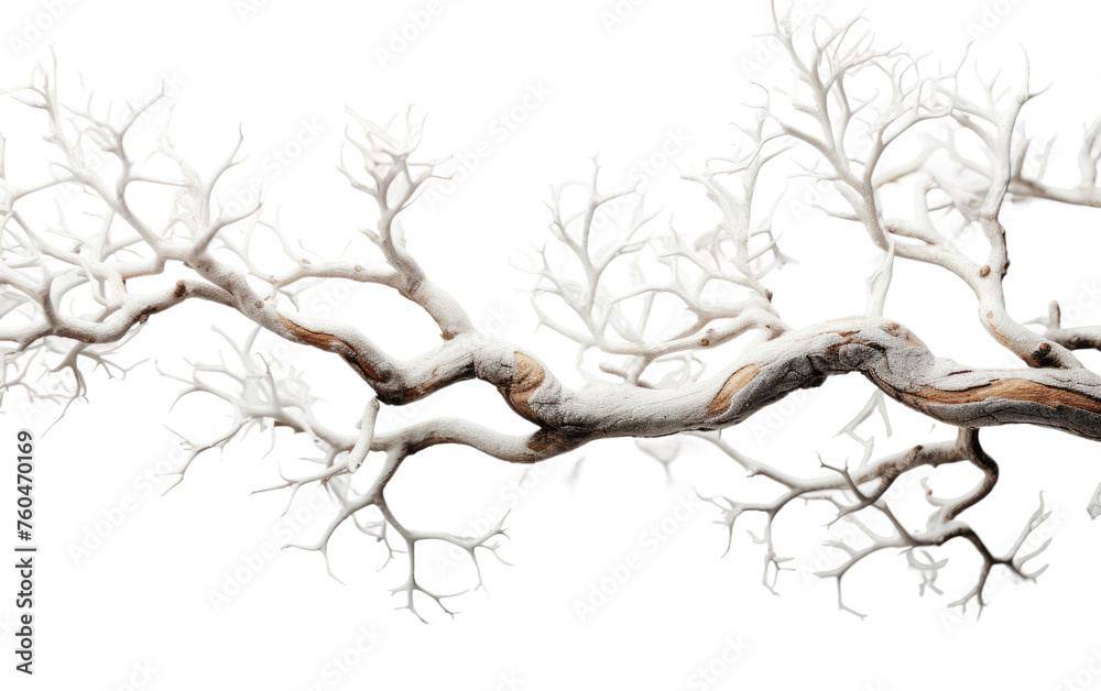 Obraz premium Snow Covered Tree Branch on White Background. On White or PNG Transparent Background.