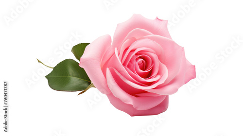 Pink Rose With Green Leaves on White Background. On White or PNG Transparent Background.