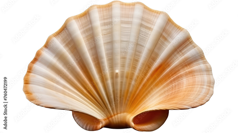 Shell on White Background. On White or PNG Transparent Background. Shell on White Background. On White or PNG Transparent Background.