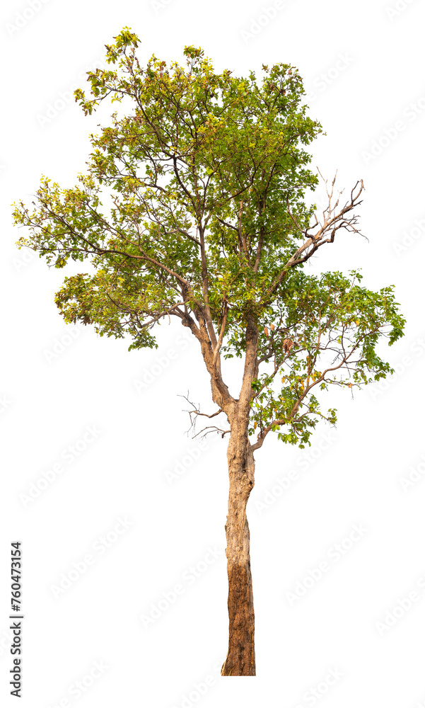 PNG real tree image transparent background, high resolution real tree picture PNG real tree image transparent background, high resolution real tree picture