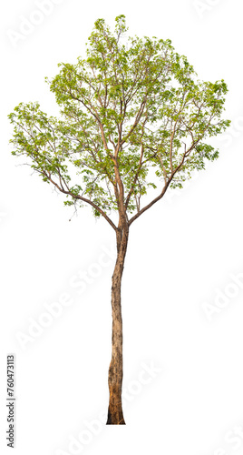 PNG real tree image transparent background  high resolution real tree picture  