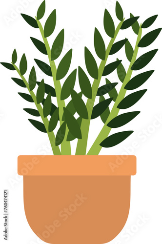 Zanzibar gem plant illustration