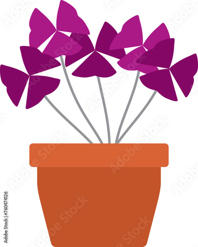 Oxalis triangularis plant illustration