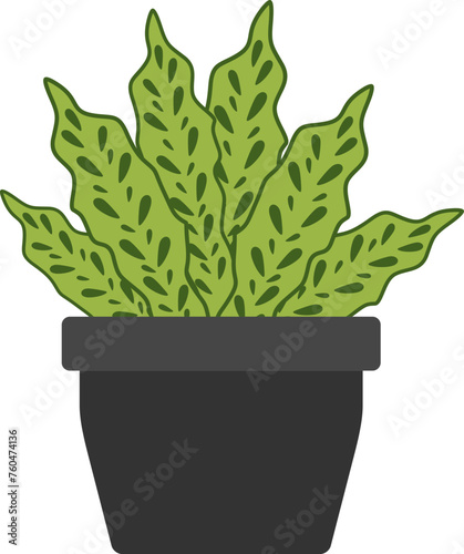 Calathea rattlesnake plant illustration photo