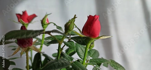 Kwiaty róże czerwone róże 
Flowers red rose 