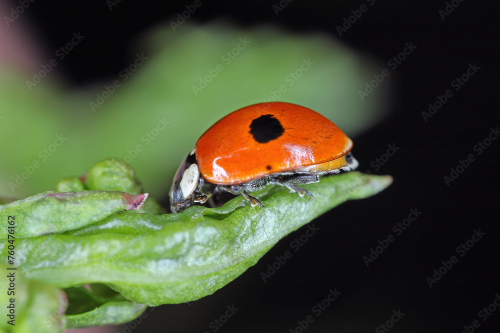 Fototapeta premium Two spotted lady beetle (Adalia bipunctata) on green leaf.