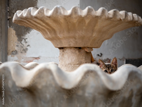 Cat hidingi in a mosque foutain in Akko © David