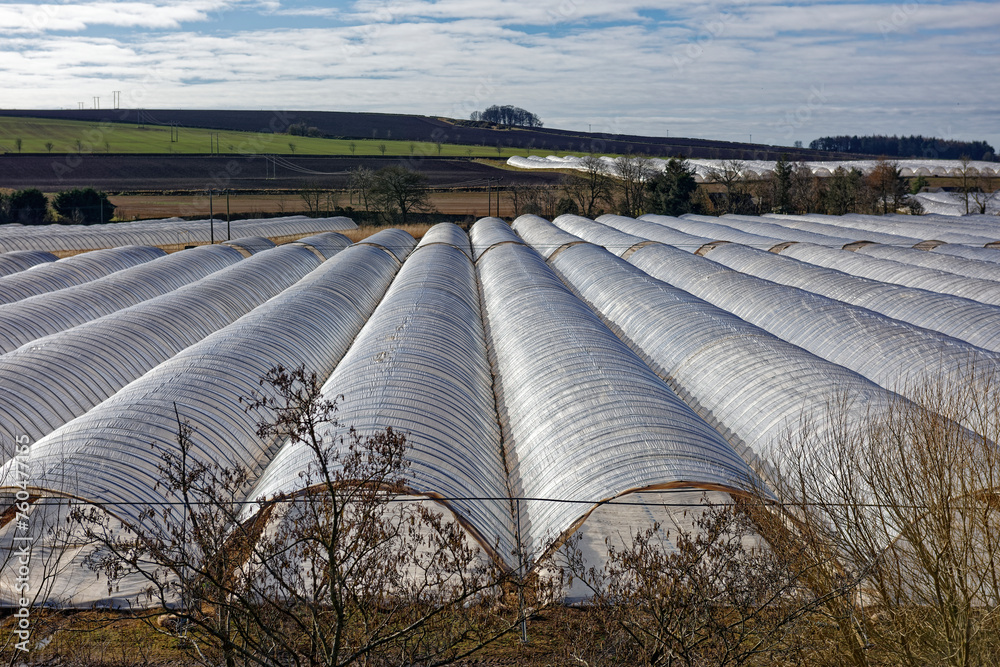 Rows of Poly Tunnels on the Valley Floor near to Arbroath amongst the traditional ploughed and cultivated Fields and Farmland.