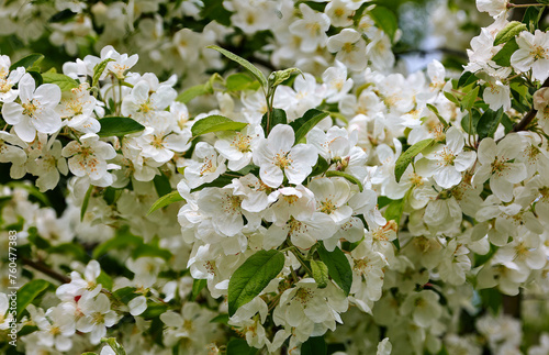  vegetable background of white flowers of a young apple tree