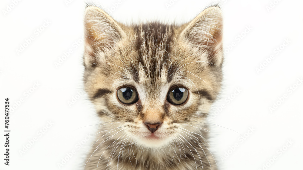 Fototapeta premium Curious kitten with striking markings.