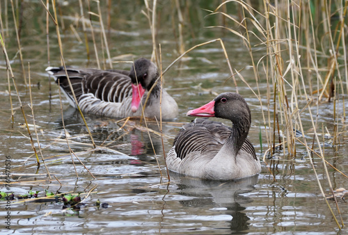 ハイイロガン　迷鳥　久米島 photo