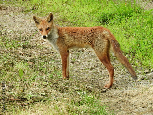 野生のホンドギツネ