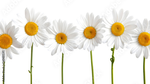 row of white chamomile daisy flowers isolated on white