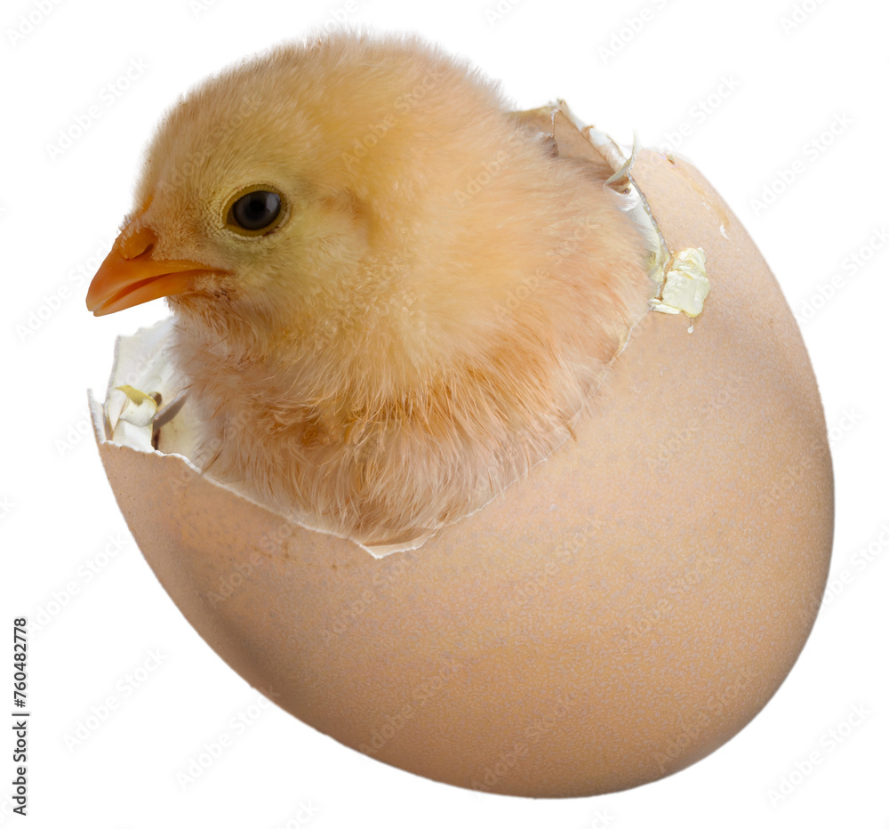 Bright yellow chick coming out of an egg