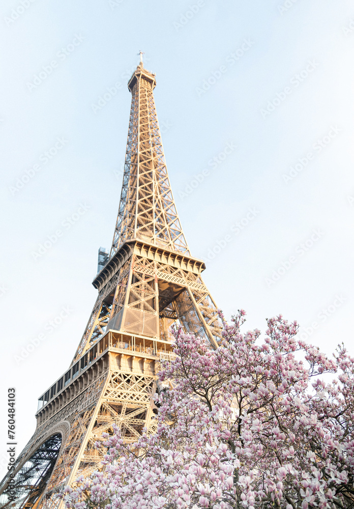 Fototapeta premium Eiffel tower. Blooming magnolia tree