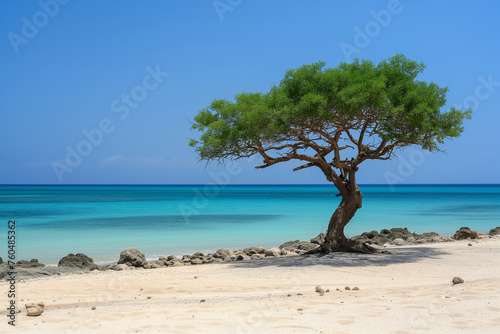 Unique Flora of Socotra: Majestic Tree from the Enigmatic Island © Сергей Косилко