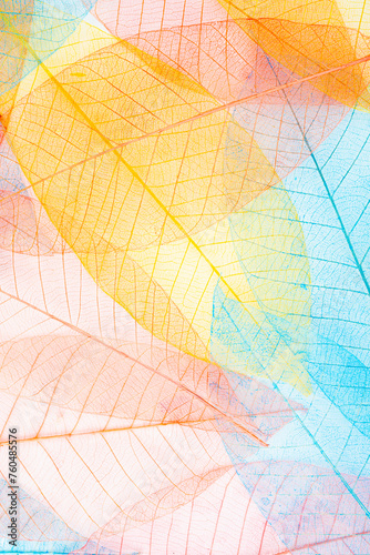 Abstract skeleton of colorful leaf texture. © gamjai