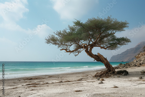 Unique Flora of Socotra: Majestic Tree from the Enigmatic Island