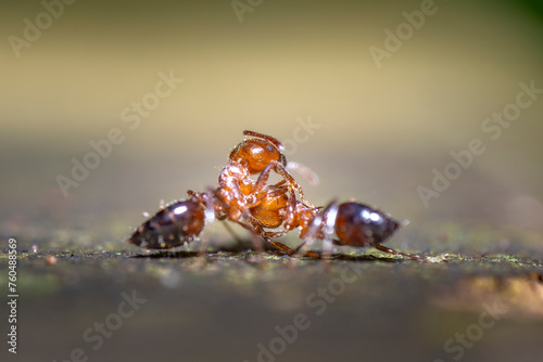 Fire ants fight very close, fight insect photo