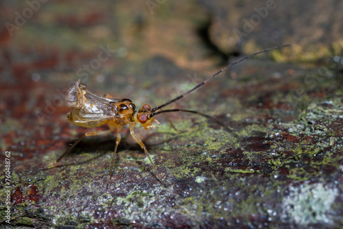 Picture-winged barklouse insect close-up in Taiwan