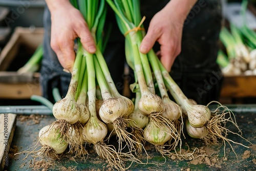 Hands bundling fresh sweet Garleek with green stems and roots on a farm. photo