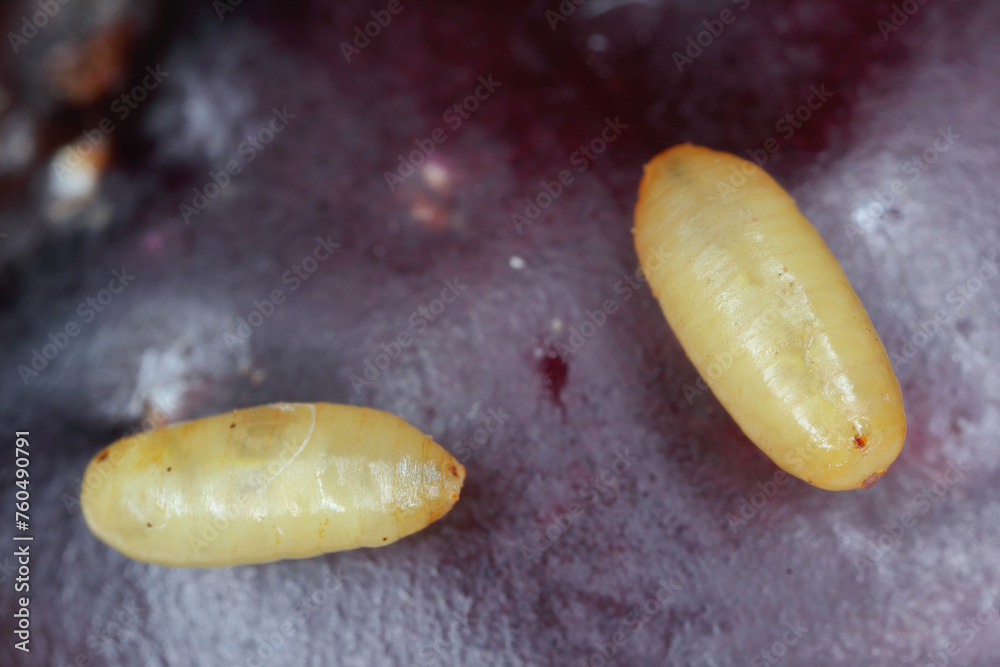 Fotografie Olive fruit damaged by Olive Fruit fly Bactrocera oleae