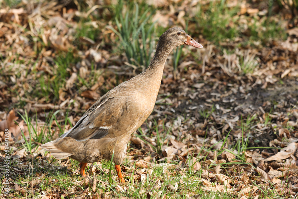 indian runner Duck standing on the ground in the park. Close-up. indian runner Duck standing on the ground in the park. Close-up.