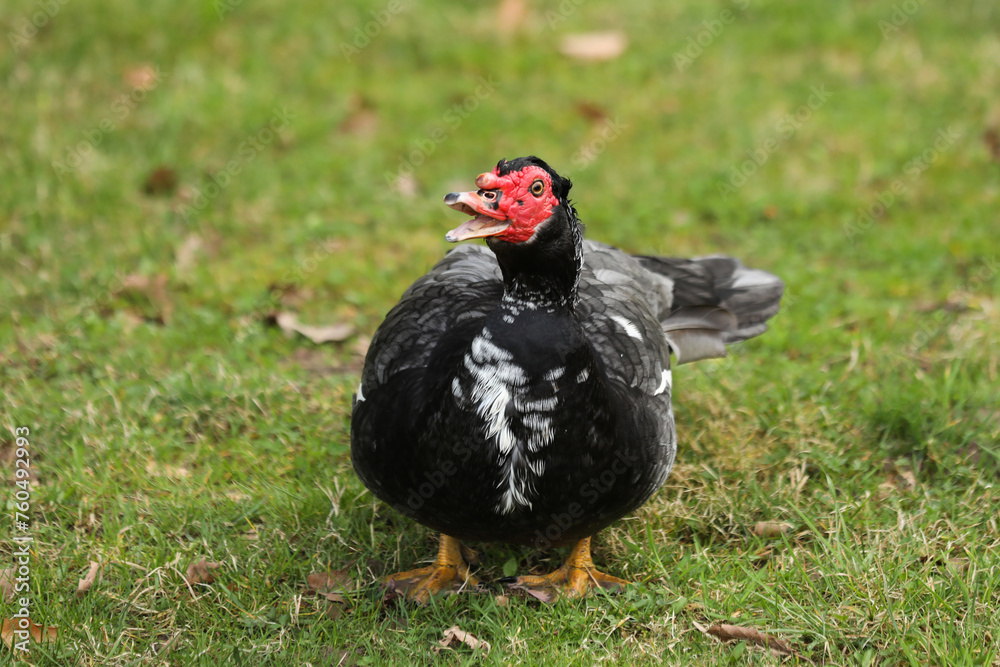 Muscovy duck, Cairina moschata, single male on grass, 